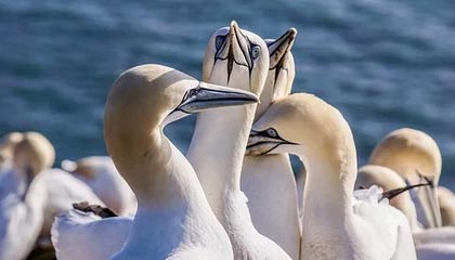 app下载-再谢狼堡烘托，莱万加冕“世界足球先生”就在今夜？